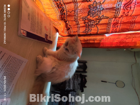 Parsian cat